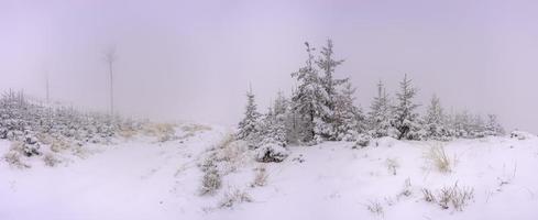 panoramico Visualizza di inverno paesaggio con foresta erba e abeti rossi foto