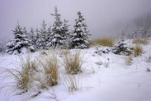 inverno paesaggio con foresta erba e abeti rossi foto