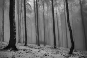 inverno faggio foresta con nebbia foto