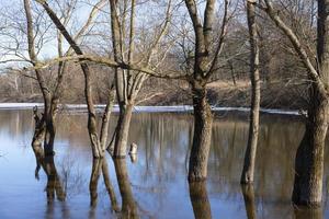 primavera alluvione. fiume versare, alberi nel il acqua foto