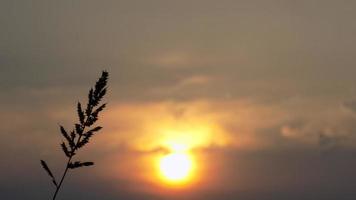 silhouette di erbacce su tramonto sfondo foto