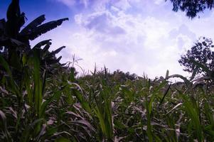 Mais giardino atmosfera nel il giorno con blu nuvole foto