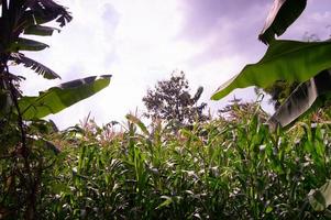 Mais giardino atmosfera nel il giorno con blu nuvole foto