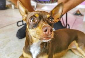 russo giocattolo terrier cane ritratto guardare bello e carino Messico. foto