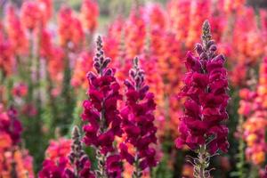 antirrhinum majus fiore. foto