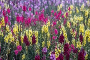 antirrhinum majus fiore. foto