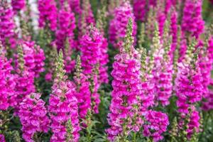 antirrhinum majus fiore. foto