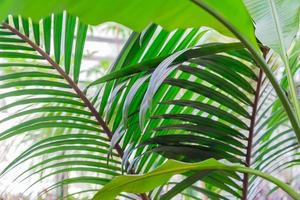 verde esotico sfondo. lussureggiante follia. diverso tropicale le foglie contro cielo. estate floreale concetto foto