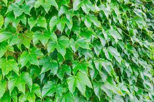 naturale verde le foglie siepe. follia sfondo. foto