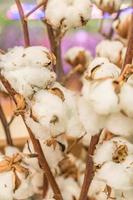 mazzo di cotone rami. asciutto fiori per interno decorazione foto