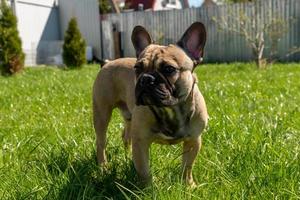 adorabile Marrone francese bulldog su un' Giardino dietro la casa godendo estate soleggiato giorno. foto