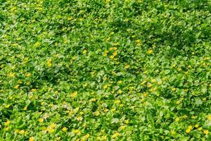 campo di piccolo giallo fioritura fiori nel un' solare giorno. fioritura prato foto