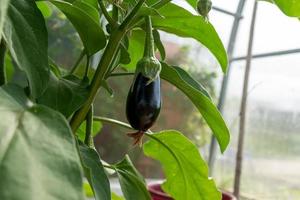 melanzana maturazione nel il serra. giardinaggio concetto. foto