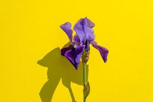 bellissimo blu iris fiore su giallo sfondo con copia spazio. estate fiorire foto