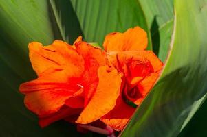 canna fiore anche chiamato canna giglio nel il giardino foto