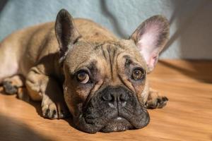 ritratto adorabile francese bulldog cane dire bugie su il pavimento foto