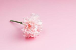 singolo fioritura rosa garofano fiore su rosa sfondo. minimalista design. saluto carta con copia spazio foto