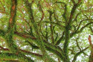 sotto un grande albero verde. composizione della natura foto