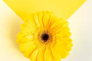 dimostrando di moda colori 2021 - grigio e giallo. bellissimo gerbera fiori su grigio sfondo con copia spazio foto