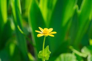 giallo selvaggio ranuncolo fiore su verde sfondo foto