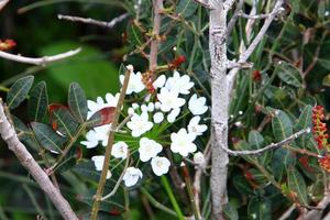 fiori d'estate in un parco cittadino nel nord di Israele. foto