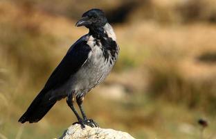 un' grigio corvo si siede nel un' città parco nel Israele. foto