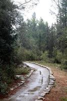 pedone strada nel il città parco. foto