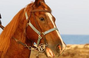 domestico cavalli a un' stabile nel Israele. foto