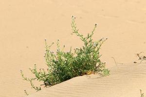 verde impianti e fiori crescere su il sabbia nel il deserto. foto