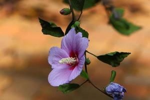 fiori d'estate in un parco cittadino nel nord di Israele. foto