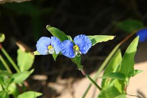 fiori d'estate in un parco cittadino nel nord di Israele. foto