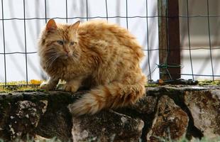 il gatto domestico è un mammifero della famiglia felina dell'ordine dei carnivori. foto