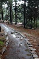 pedone strada nel il città parco. foto