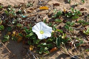 fiori d'estate in un parco cittadino nel nord di Israele. foto