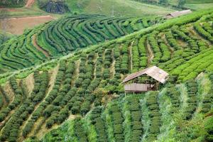 piantagione di tè nel doi ang khang, chiang mai, thailandia foto