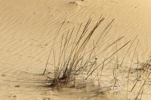 verde impianti e fiori crescere su il sabbia nel il deserto. foto