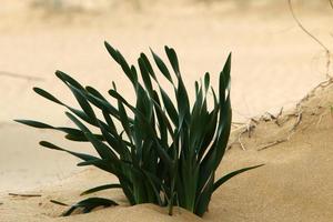 verde impianti e fiori crescere su il sabbia nel il deserto. foto