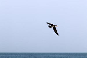 uccelli nel il cielo al di sopra di il mediterraneo mare. foto