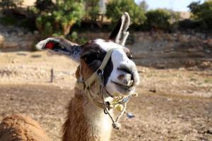 alpaca su un' azienda agricola nel il negev deserto. foto