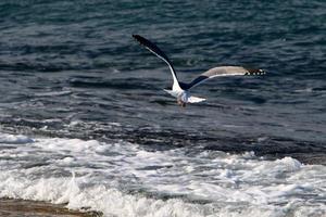 uccelli nel il cielo al di sopra di il mediterraneo mare. foto