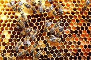 api laboriose a nido d'ape in apiario