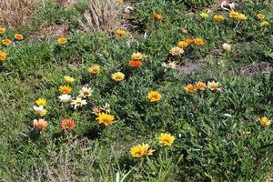 fiori d'estate in un parco cittadino nel nord di Israele. foto