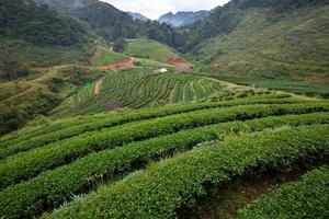 piantagione di tè nel doi ang khang, chiang mai, thailandia foto