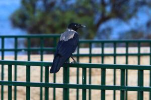 un' grigio corvo si siede nel un' città parco nel Israele. foto