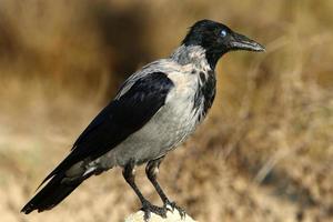 un' grigio corvo si siede nel un' città parco nel Israele. foto