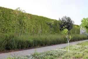 pedone strada nel il città parco. foto