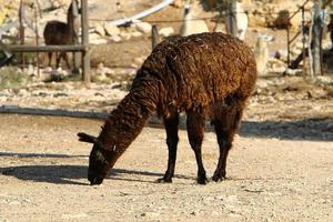 alpaca su un' azienda agricola nel il negev deserto. foto