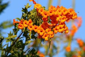 fiori d'estate in un parco cittadino nel nord di Israele. foto