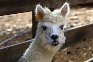 alpaca su un' azienda agricola nel il negev deserto. foto