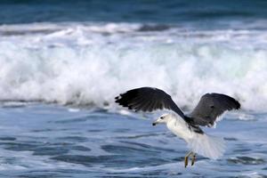 un' gabbiano si siede su il riva di il mediterraneo mare. foto